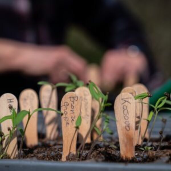 2022 03 30 Velt Moestuin 2 9788